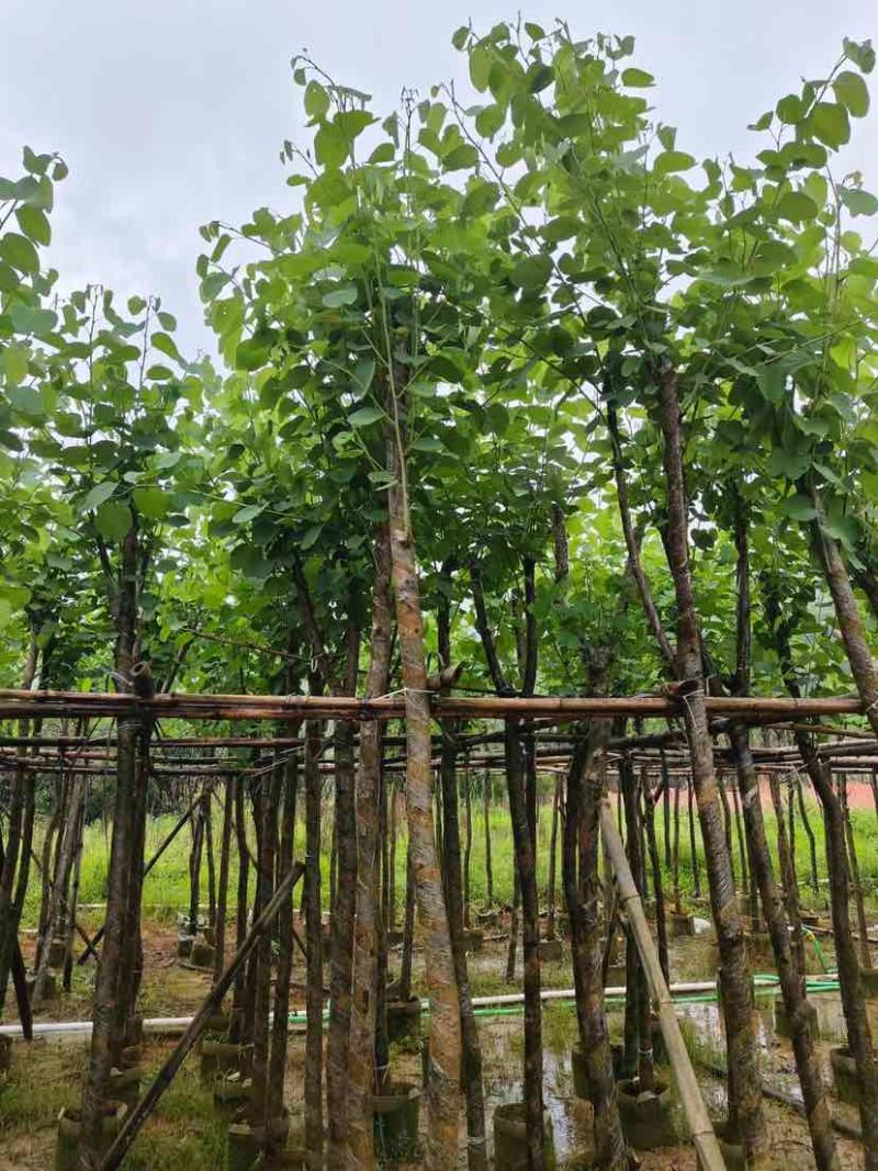 宫粉紫荆基地直销规格齐全欢迎老板来电洽谈合作
