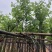宫粉紫荆基地直销规格齐全欢迎老板来电洽谈合作