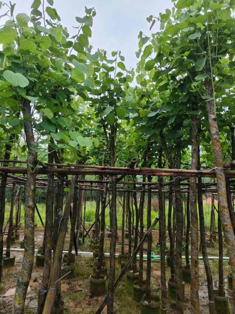 宫粉紫荆基地直销规格齐全欢迎老板来电洽谈合作