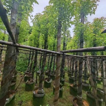 截杆香樟基地直销规格齐全有需要苗木的老板来电洽谈合作