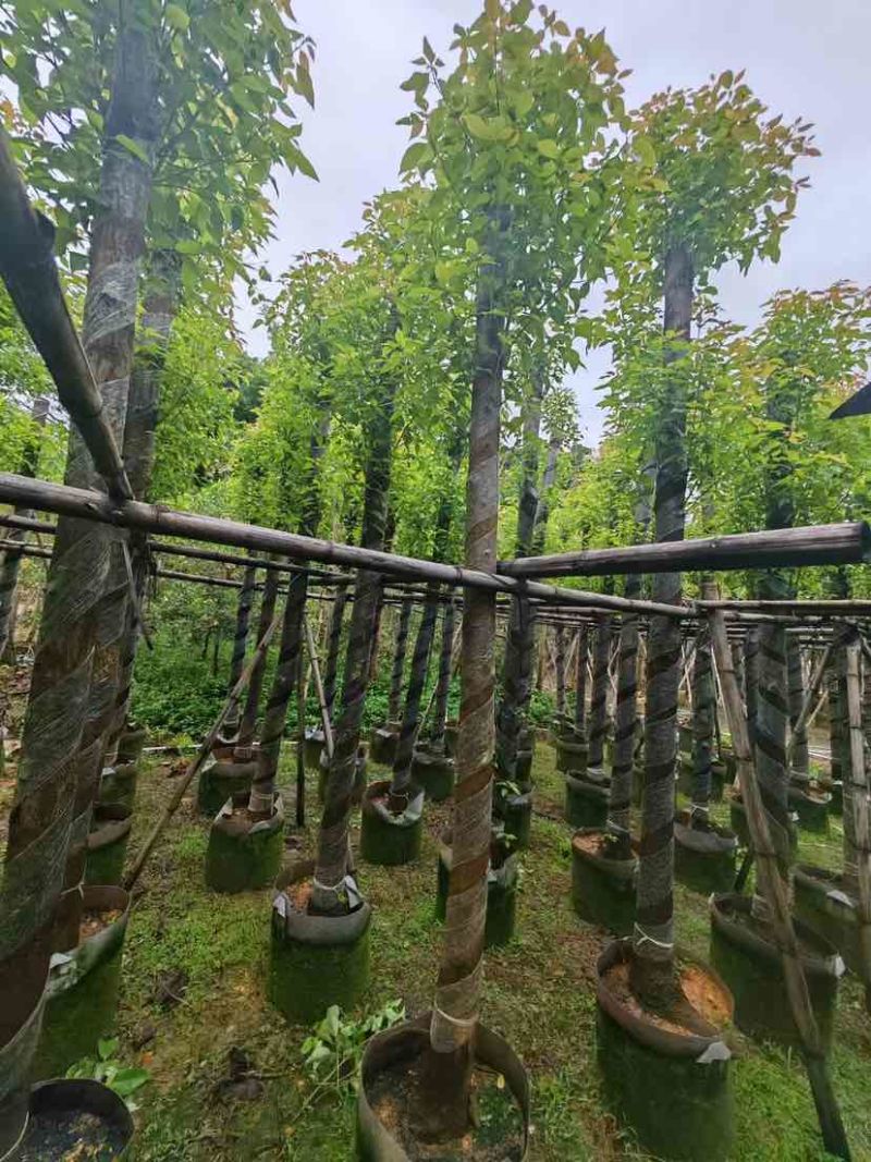 截杆香樟基地直销规格齐全有需要苗木的老板来电洽谈合作