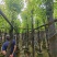 截杆香樟基地直销规格齐全有需要苗木的老板来电洽谈合作