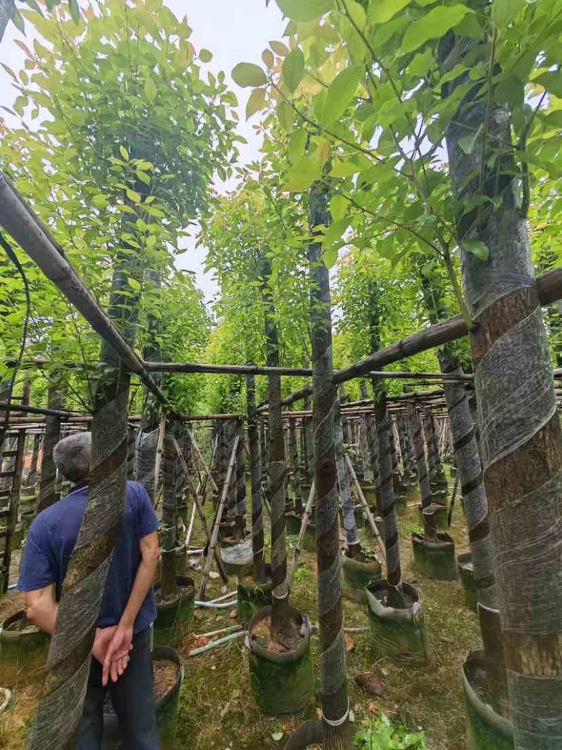 截杆香樟基地直销规格齐全有需要苗木的老板来电洽谈合作