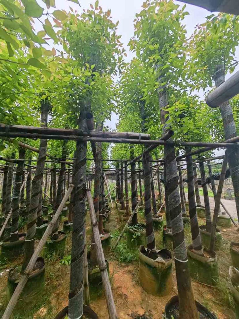 截杆香樟基地直销规格齐全有需要苗木的老板来电洽谈合作