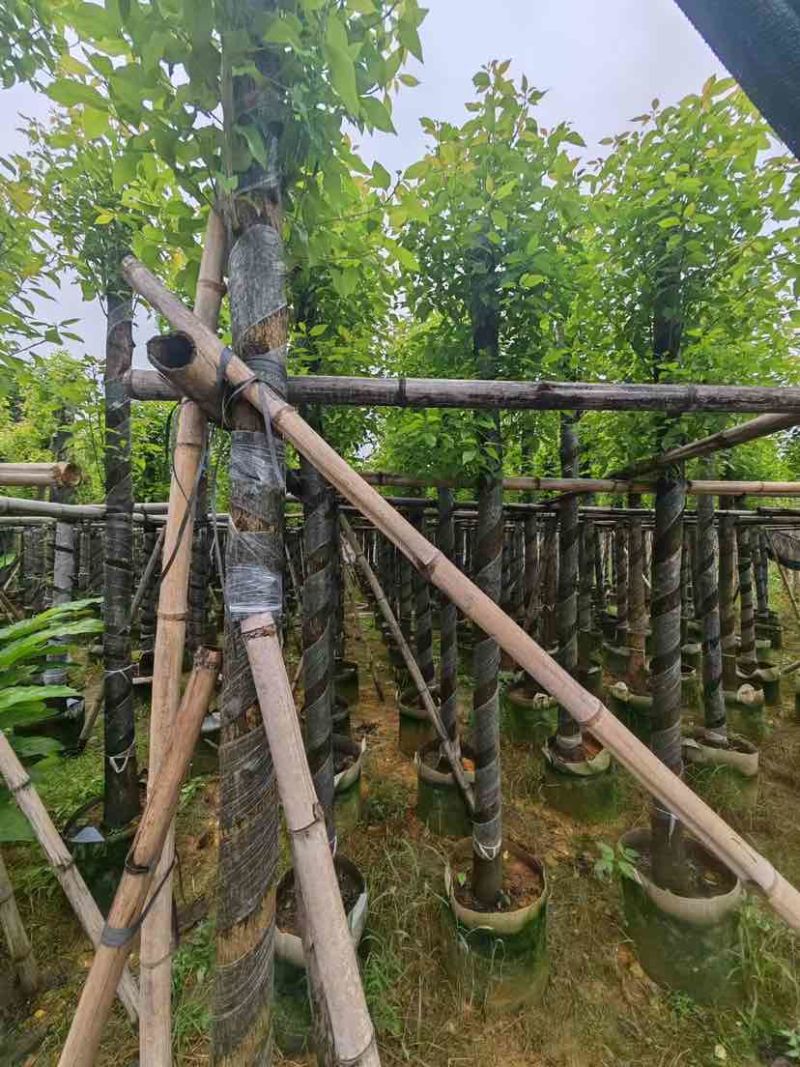 截杆香樟基地直销规格齐全有需要苗木的老板来电洽谈合作
