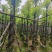 截杆香樟基地直销规格齐全有需要苗木的老板来电洽谈合作