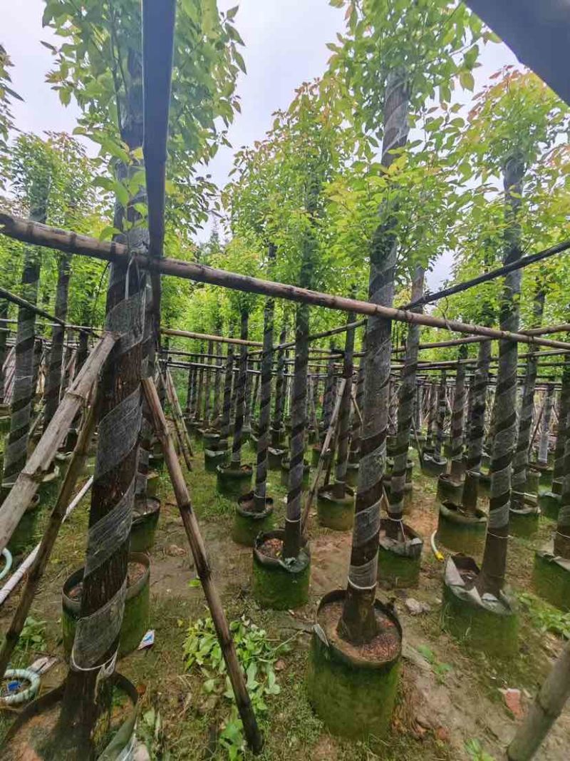 截杆香樟基地直销规格齐全有需要苗木的老板来电洽谈合作