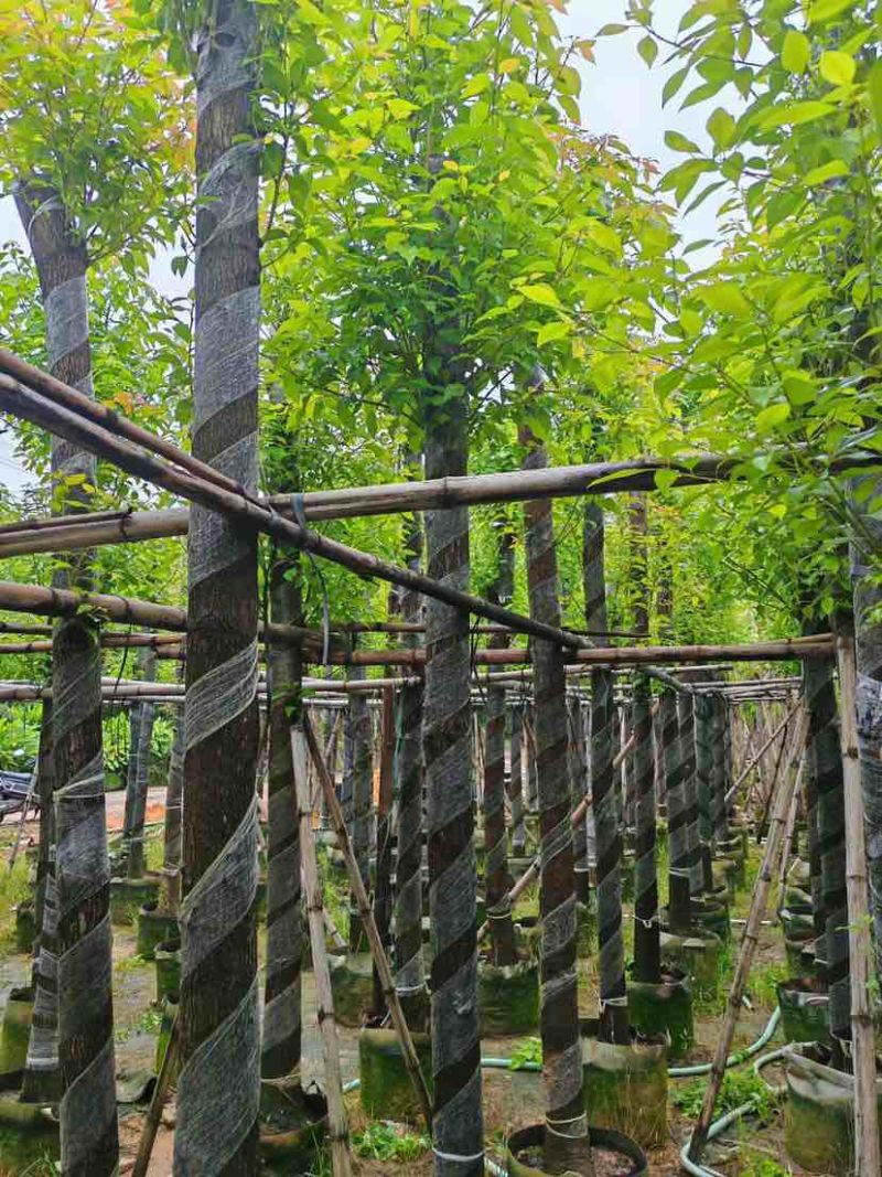 截杆香樟基地直销规格齐全有需要苗木的老板来电洽谈合作