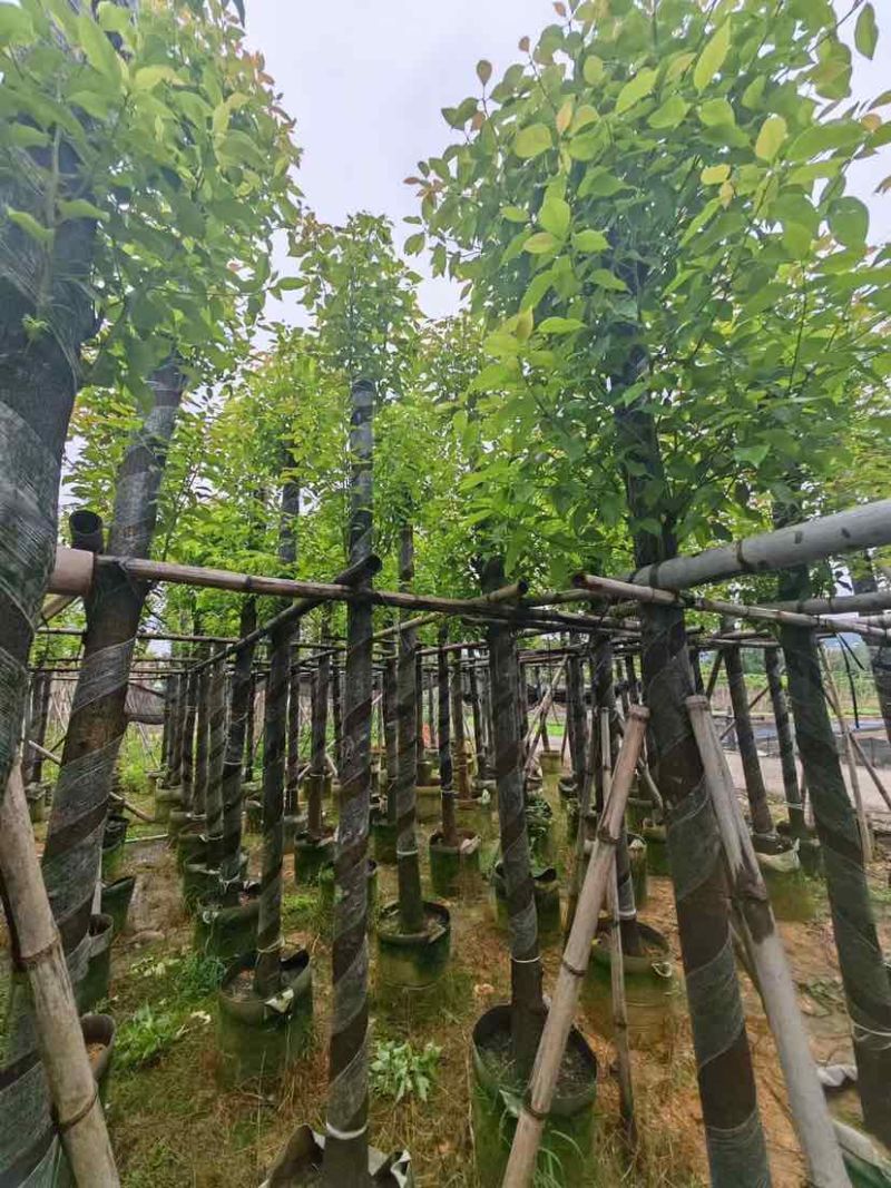截杆香樟基地直销规格齐全有需要苗木的老板来电洽谈合作