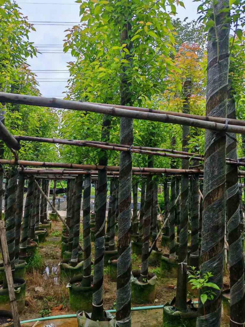 截杆香樟基地直销规格齐全有需要苗木的老板来电洽谈合作