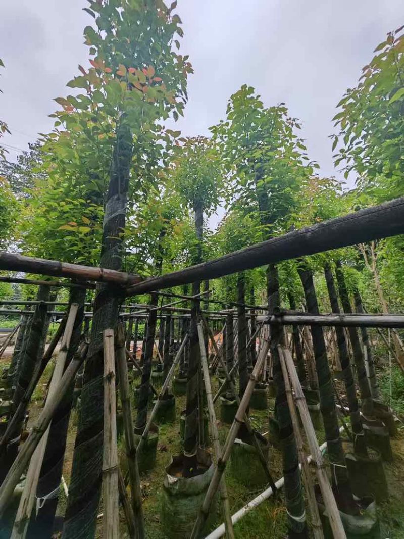 截杆香樟基地直销规格齐全有需要苗木的老板来电洽谈合作