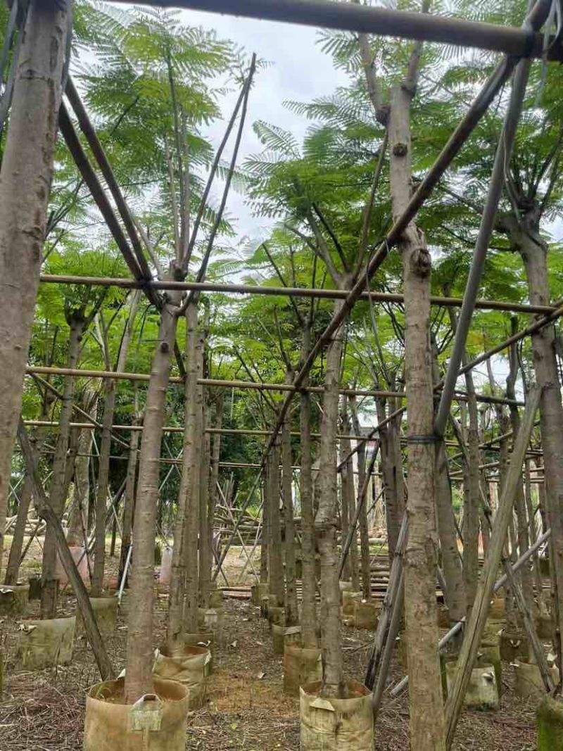 凤凰树/凤凰木基地直销规格齐全有需要绿化苗木的老板来电