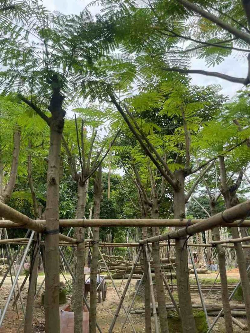 凤凰树/凤凰木基地直销规格齐全有需要绿化苗木的老板来电