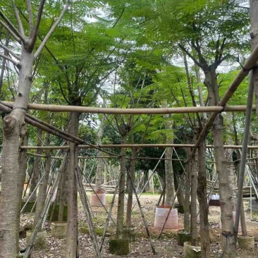 凤凰树/凤凰木基地直销规格齐全有需要绿化苗木的老板来电