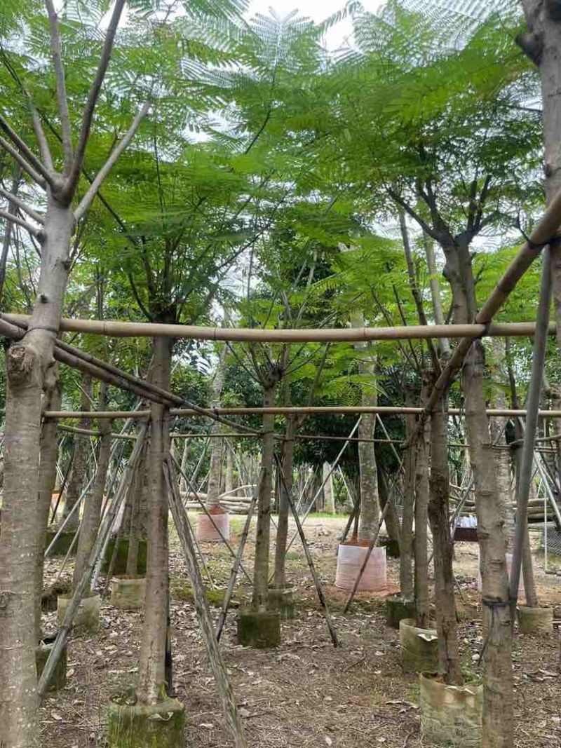 凤凰树/凤凰木基地直销规格齐全有需要绿化苗木的老板来电