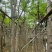 凤凰树/凤凰木基地直销规格齐全有需要绿化苗木的老板来电