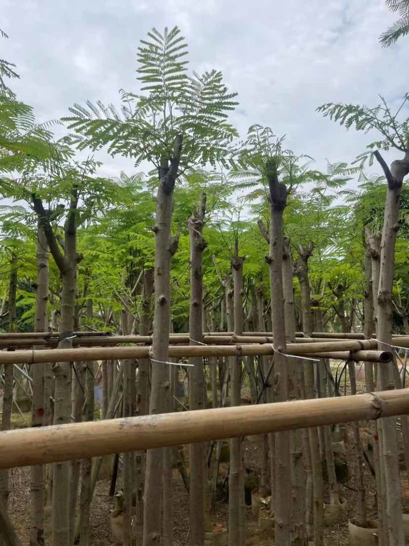 凤凰树/凤凰木基地直销规格齐全有需要绿化苗木的老板来电