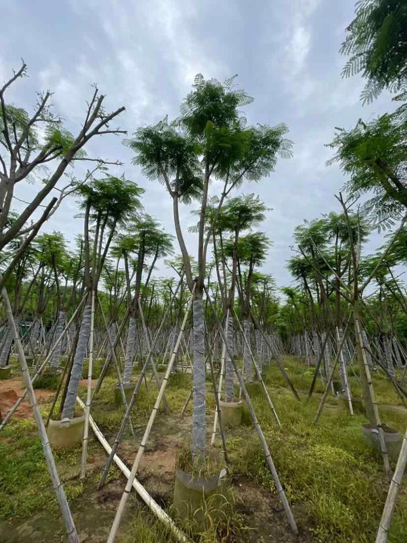 骨架凤凰树/红花楹基地直销规格齐全欢迎老板来电洽谈合作
