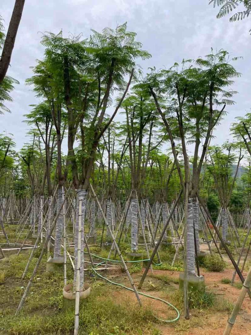 骨架凤凰树/红花楹基地直销规格齐全欢迎老板来电洽谈合作
