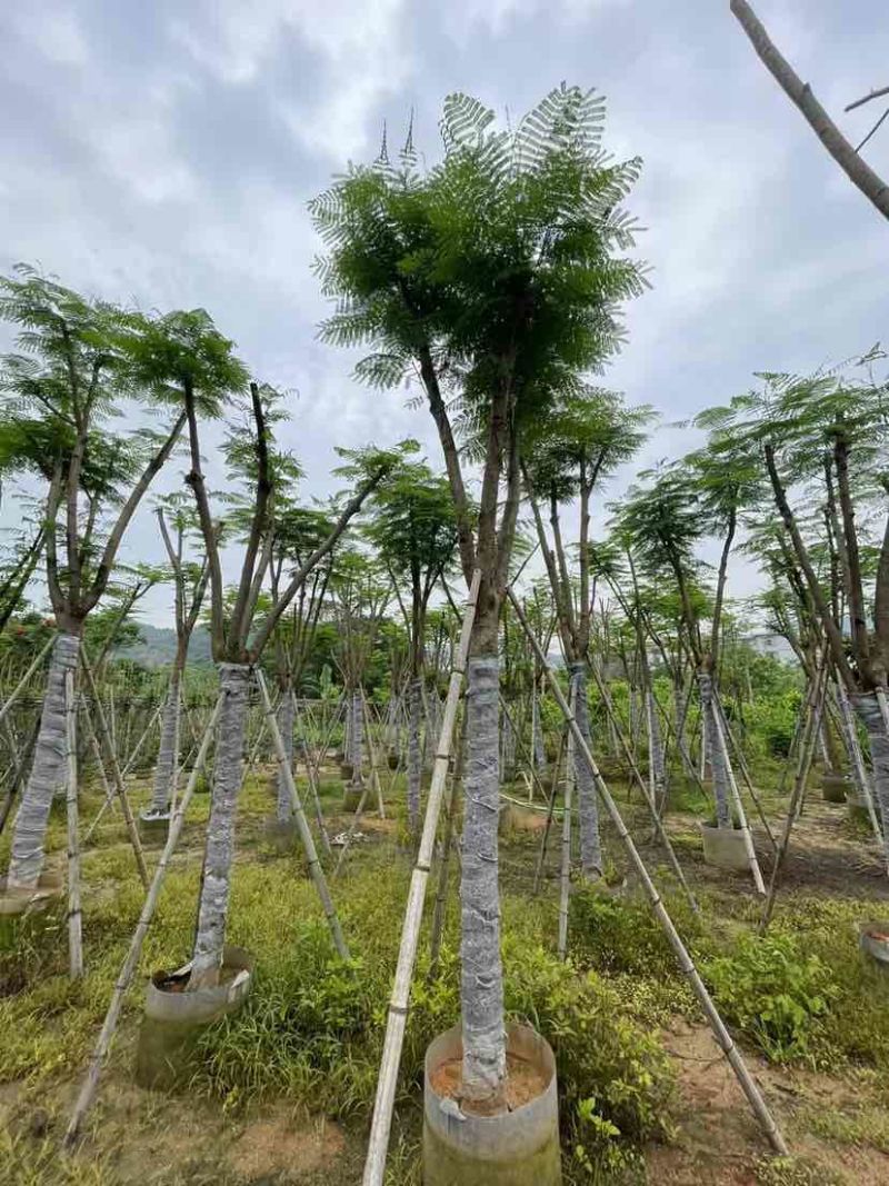骨架凤凰树/红花楹基地直销规格齐全欢迎老板来电洽谈合作