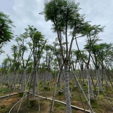 骨架凤凰树/红花楹基地直销规格齐全欢迎老板来电洽谈合作
