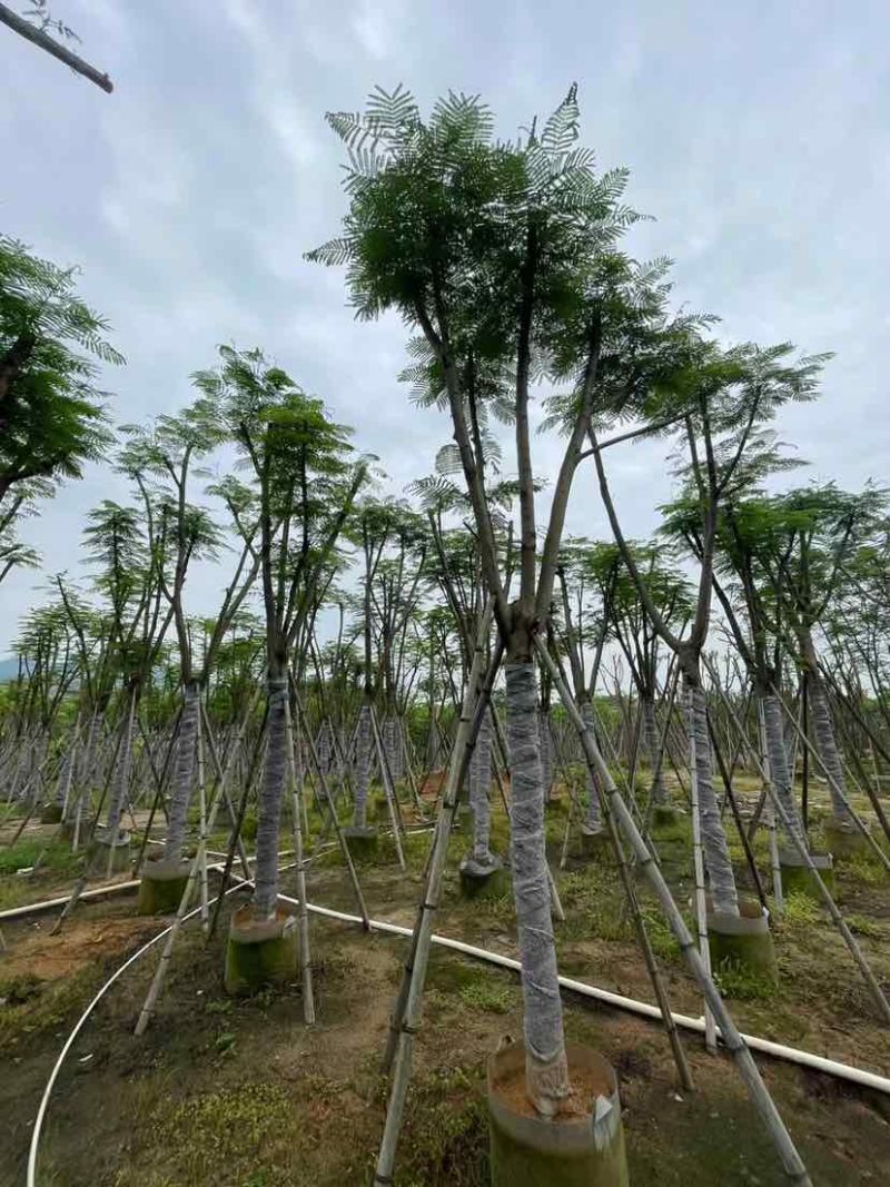 骨架凤凰树/红花楹基地直销规格齐全欢迎老板来电洽谈合作