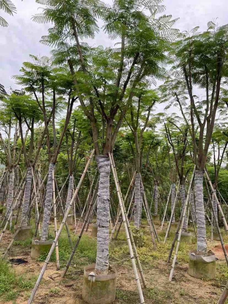 骨架凤凰树/红花楹基地直销规格齐全欢迎老板来电洽谈合作