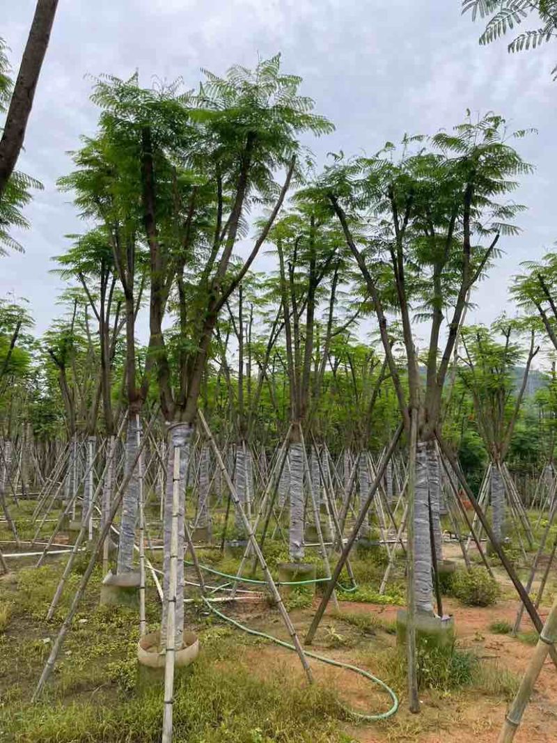 骨架凤凰树/红花楹基地直销规格齐全欢迎老板来电洽谈合作