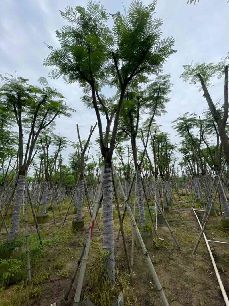 骨架凤凰树/红花楹基地直销规格齐全欢迎老板来电洽谈合作