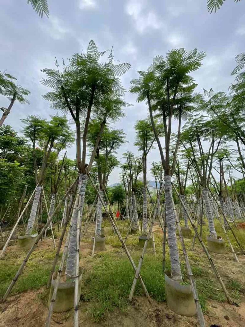 骨架凤凰树/红花楹基地直销规格齐全欢迎老板来电洽谈合作