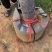 骨架凤凰树/红花楹基地直销规格齐全欢迎老板来电洽谈合作