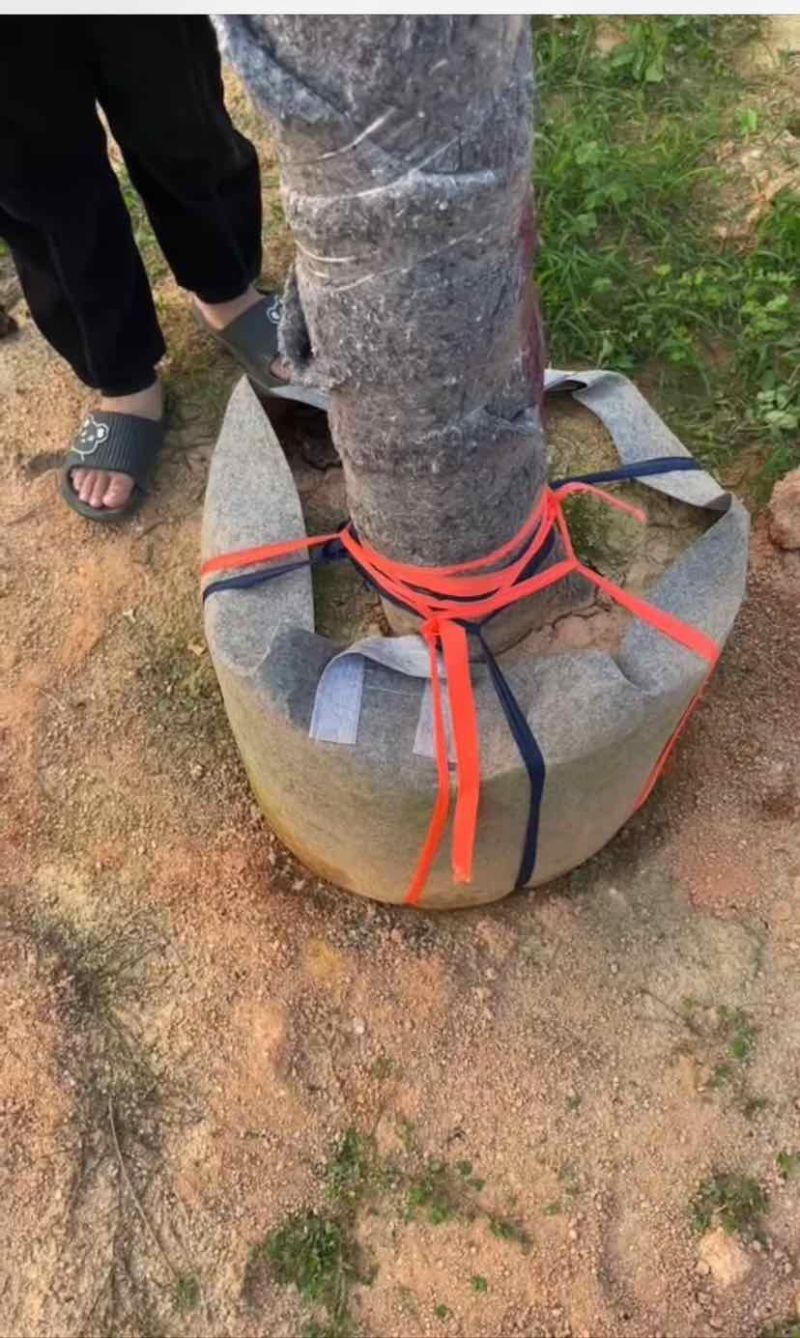 骨架凤凰树/红花楹基地直销规格齐全欢迎老板来电洽谈合作