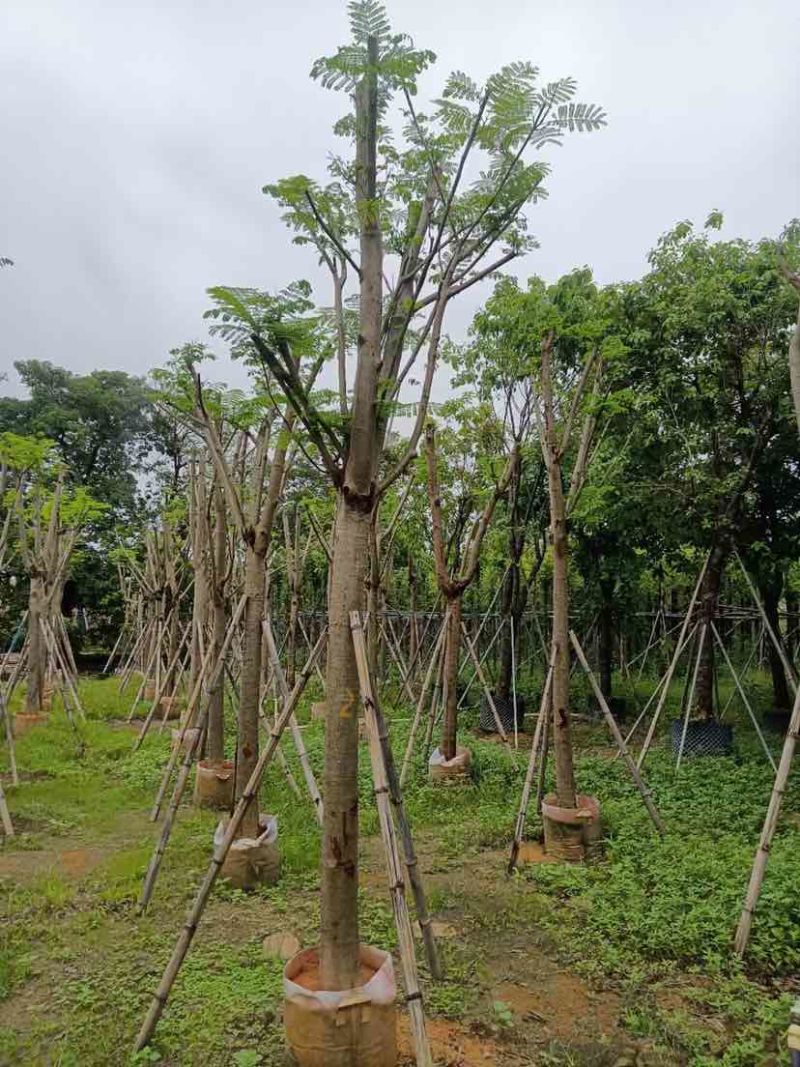 凤凰木基地直销规格齐全有需要绿化苗木的老板欢迎来电洽谈