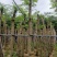 凤凰木基地直销规格齐全有需要绿化苗木的老板欢迎来电洽谈