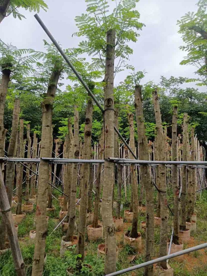 凤凰木基地直销规格齐全有需要绿化苗木的老板欢迎来电洽谈