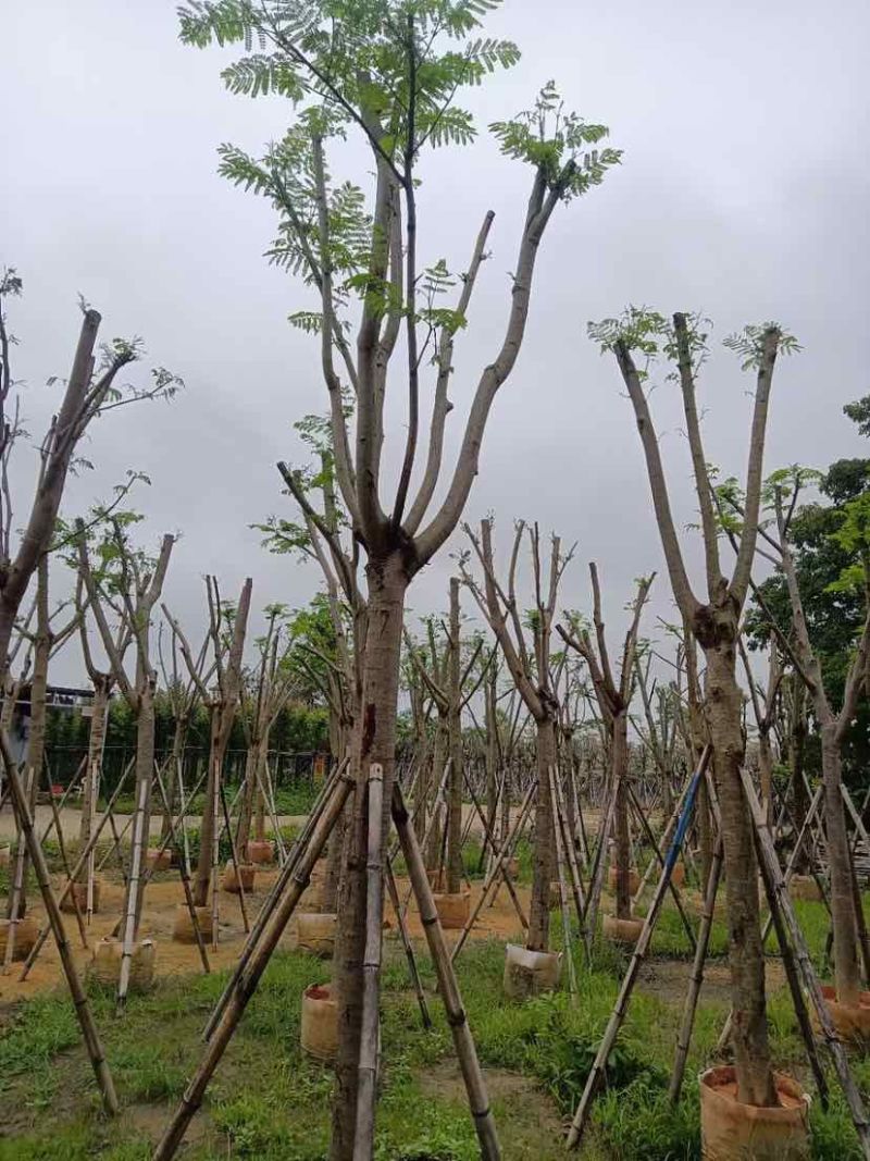 凤凰木基地直销规格齐全有需要绿化苗木的老板欢迎来电洽谈