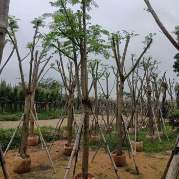 凤凰木基地直销规格齐全有需要绿化苗木的老板欢迎来电洽谈