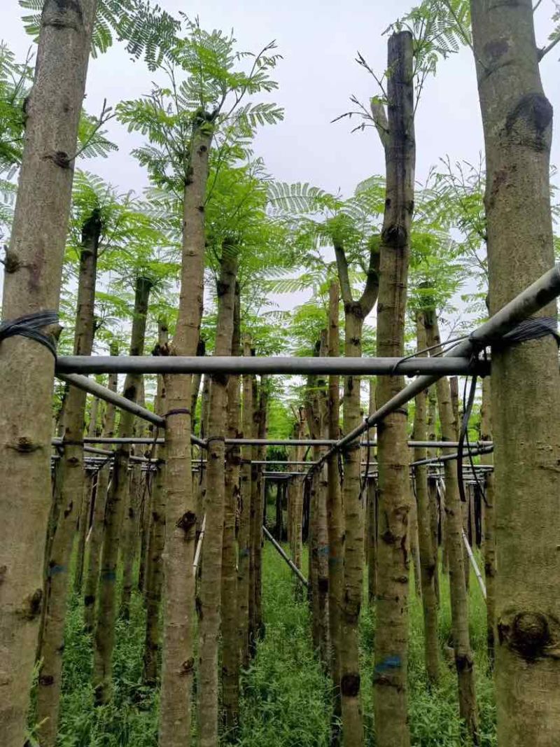 凤凰木基地直销规格齐全有需要绿化苗木的老板欢迎来电洽谈