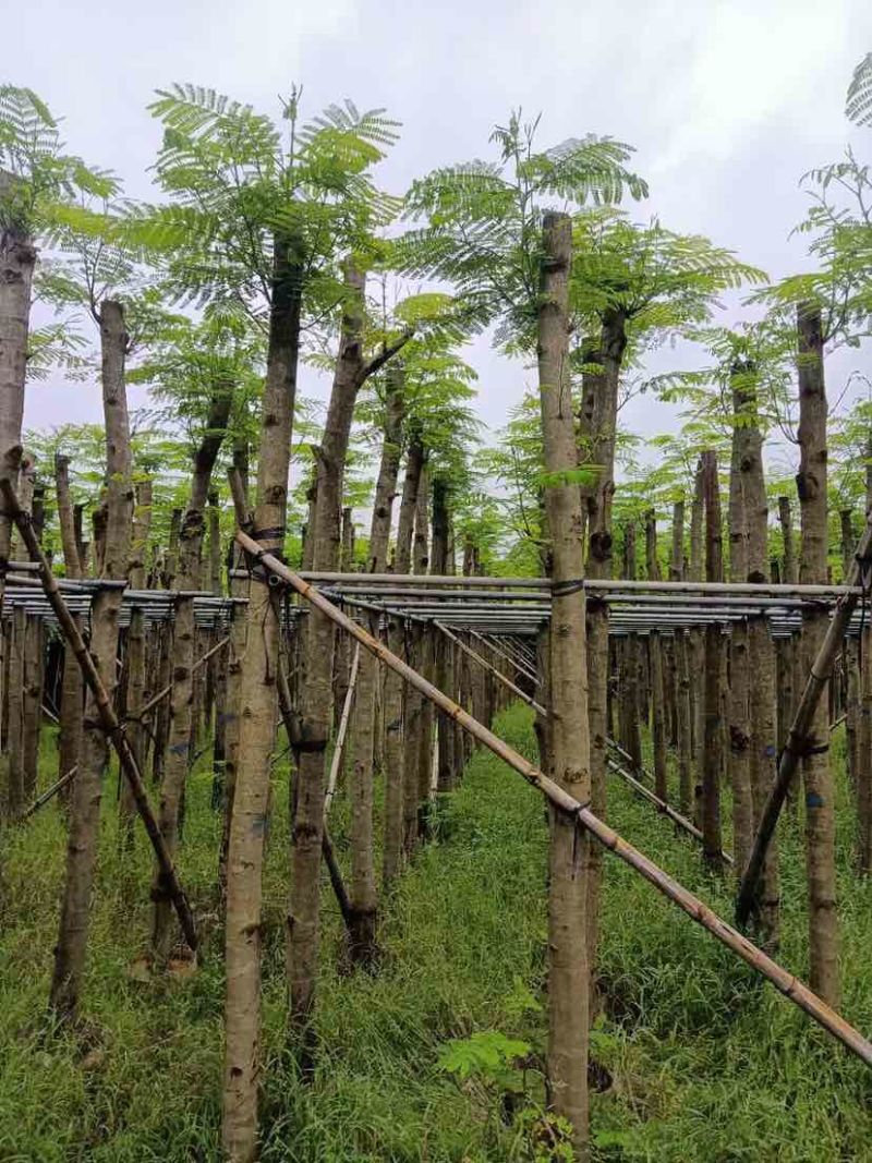 凤凰木基地直销规格齐全有需要绿化苗木的老板欢迎来电洽谈