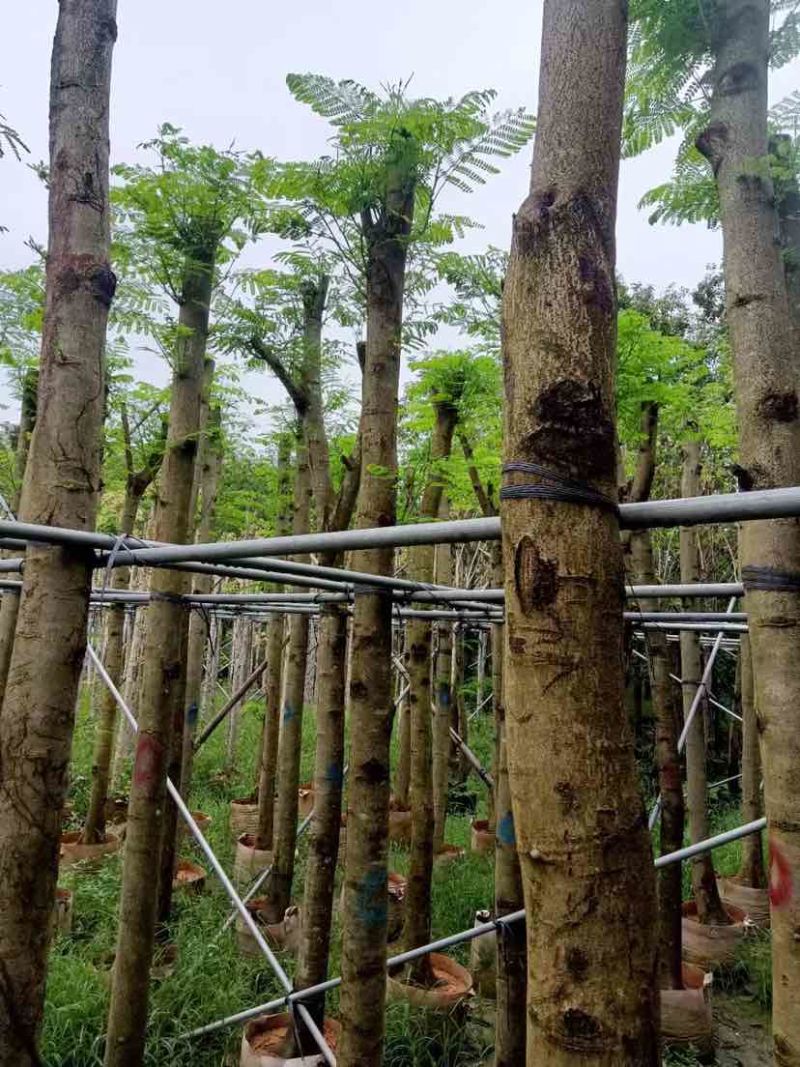 凤凰木基地直销规格齐全有需要绿化苗木的老板欢迎来电洽谈