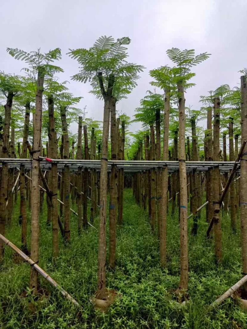 凤凰木基地直销规格齐全有需要绿化苗木的老板欢迎来电洽谈