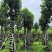 菠萝蜜树基地直销规格齐全有需要的老板欢迎来电洽谈合作