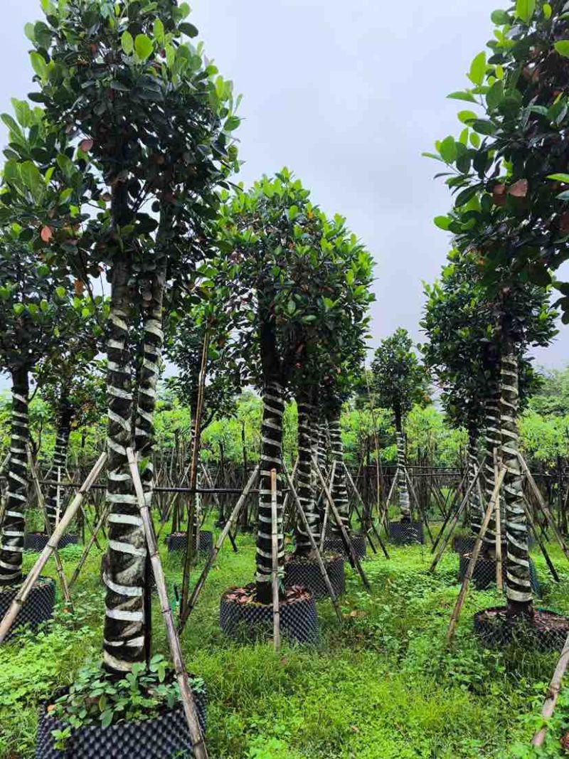 菠萝蜜树基地直销规格齐全有需要的老板欢迎来电洽谈合作