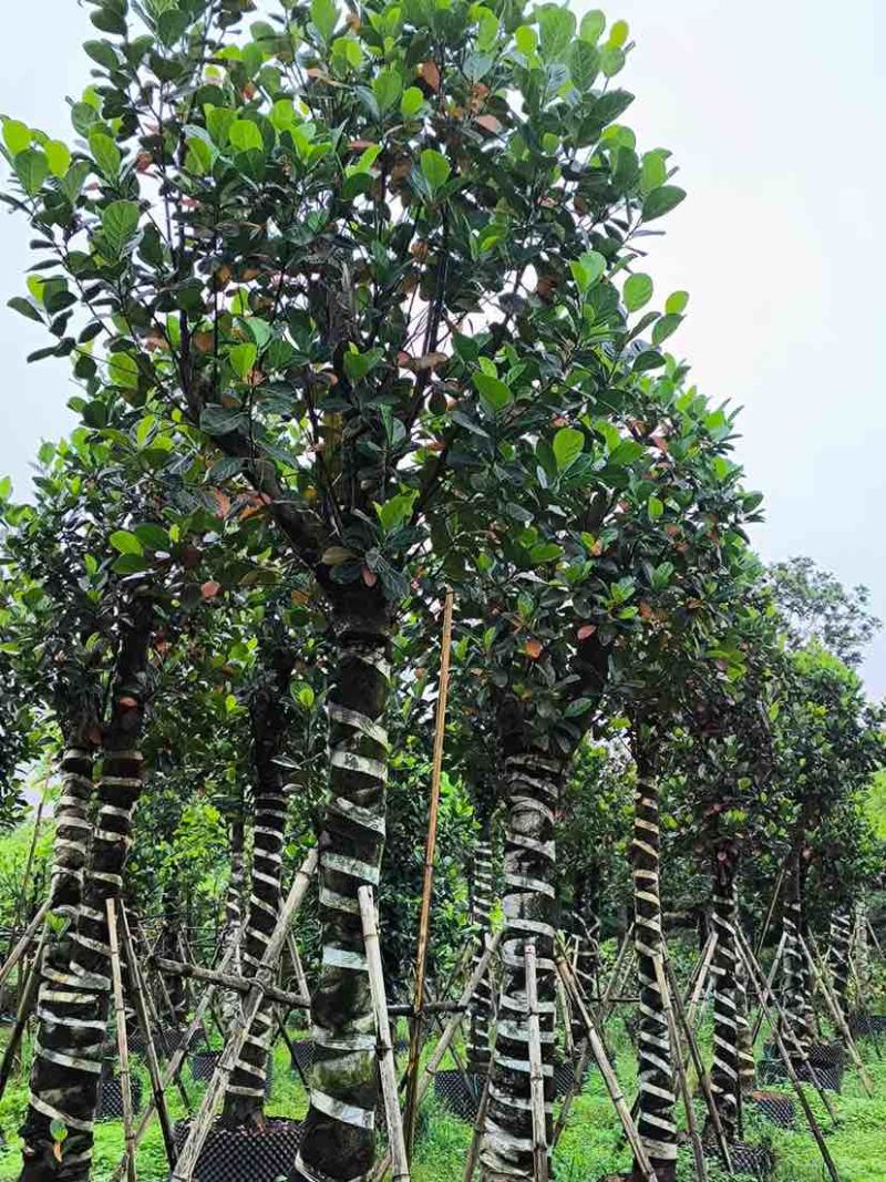菠萝蜜树基地直销规格齐全有需要的老板欢迎来电洽谈合作