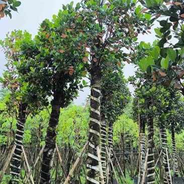 菠萝蜜树基地直销规格齐全有需要的老板欢迎来电洽谈合作
