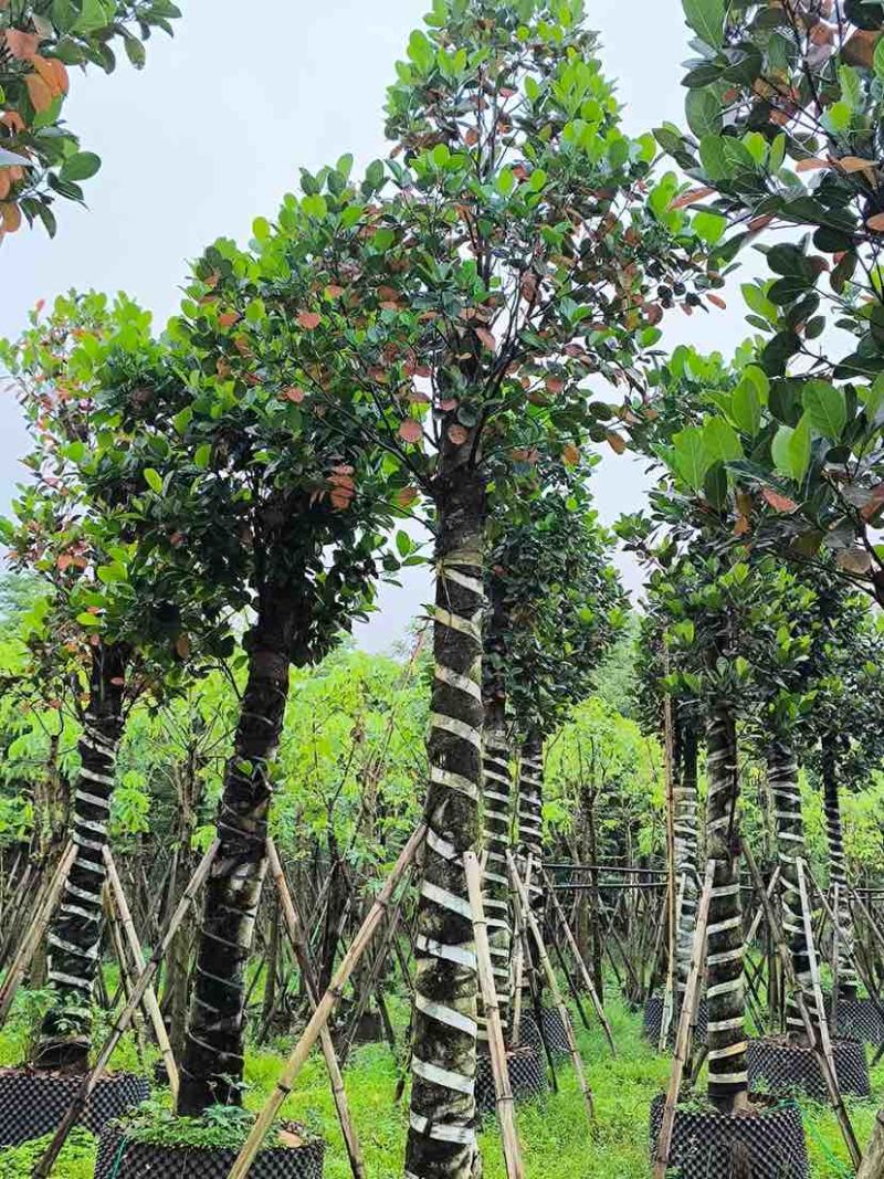 菠萝蜜树基地直销规格齐全有需要的老板欢迎来电洽谈合作