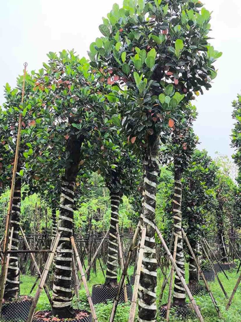 菠萝蜜树基地直销规格齐全有需要的老板欢迎来电洽谈合作