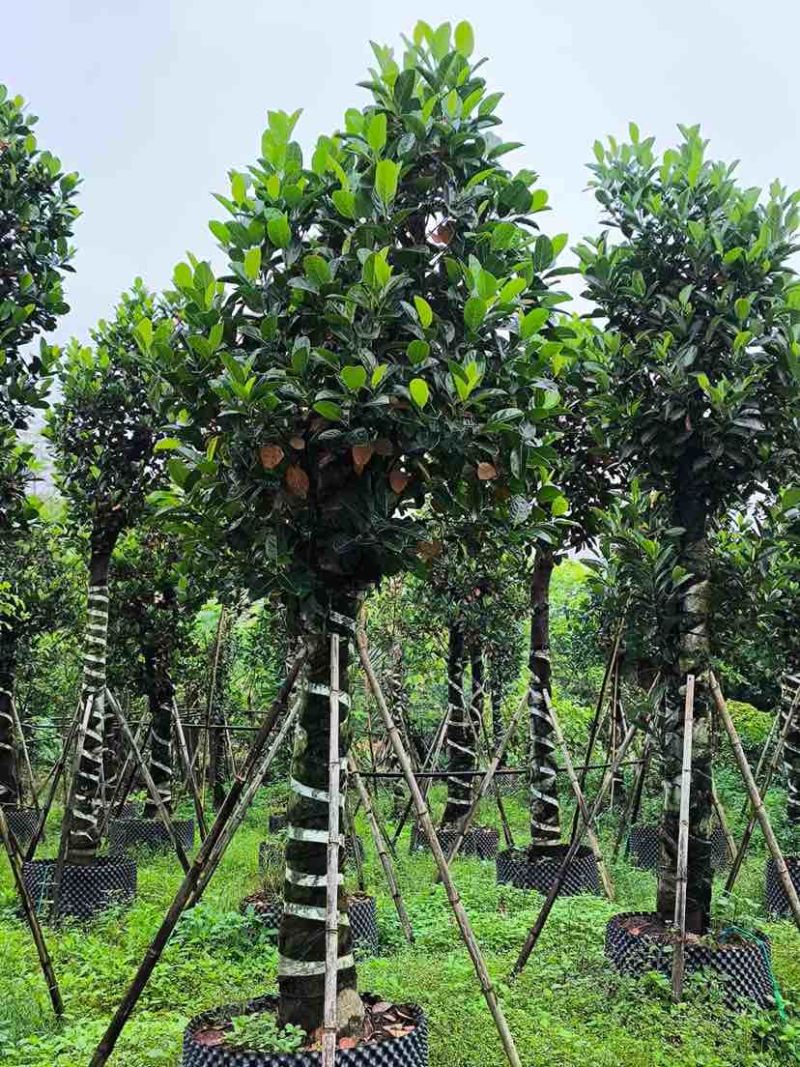 菠萝蜜树基地直销规格齐全有需要的老板欢迎来电洽谈合作