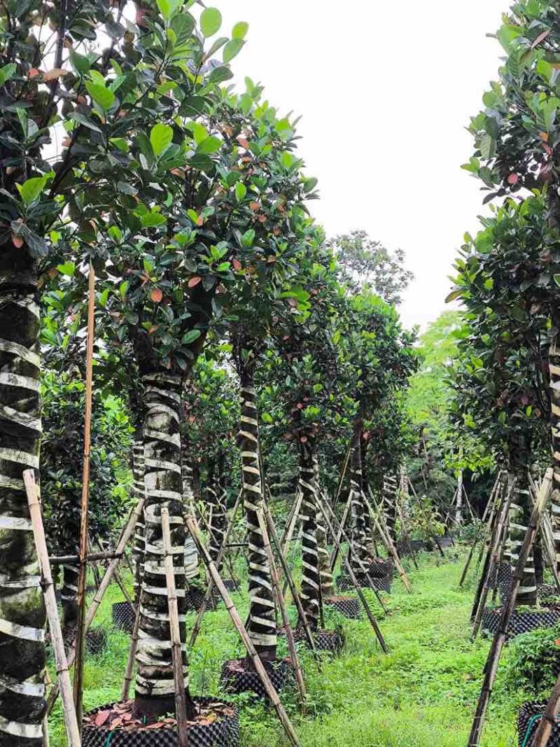菠萝蜜树基地直销规格齐全有需要的老板欢迎来电洽谈合作
