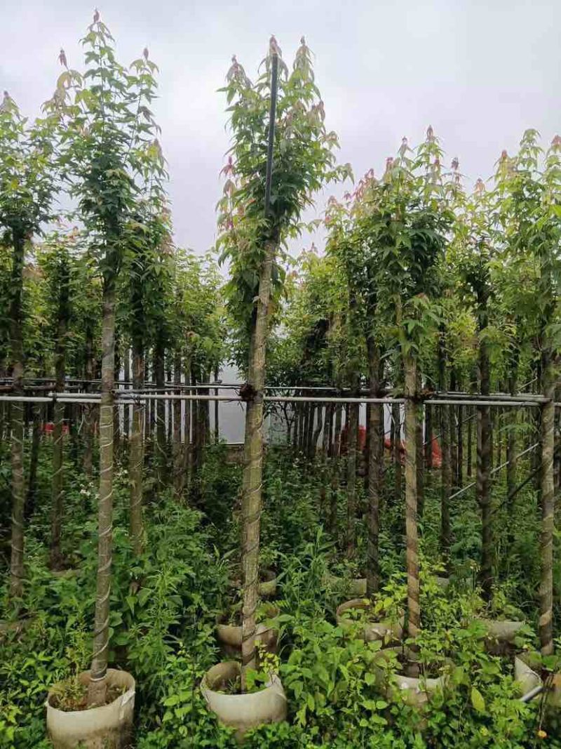 枫香基地直销规格齐全有需要绿化苗木的老板欢迎来电洽谈合作